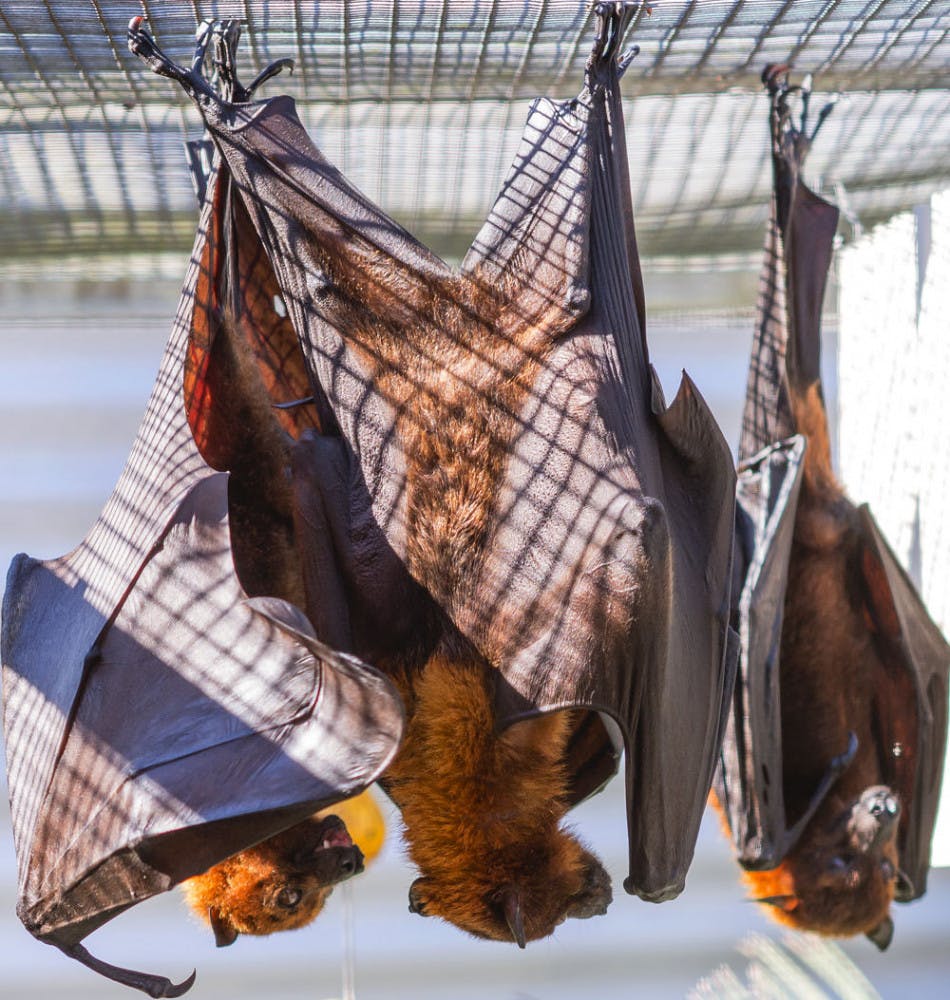 Three male Malayan flying foxes hang out during the 10th annual Florida Bat Festival at the Lubee Bat Conservancy on Saturday afternoon.