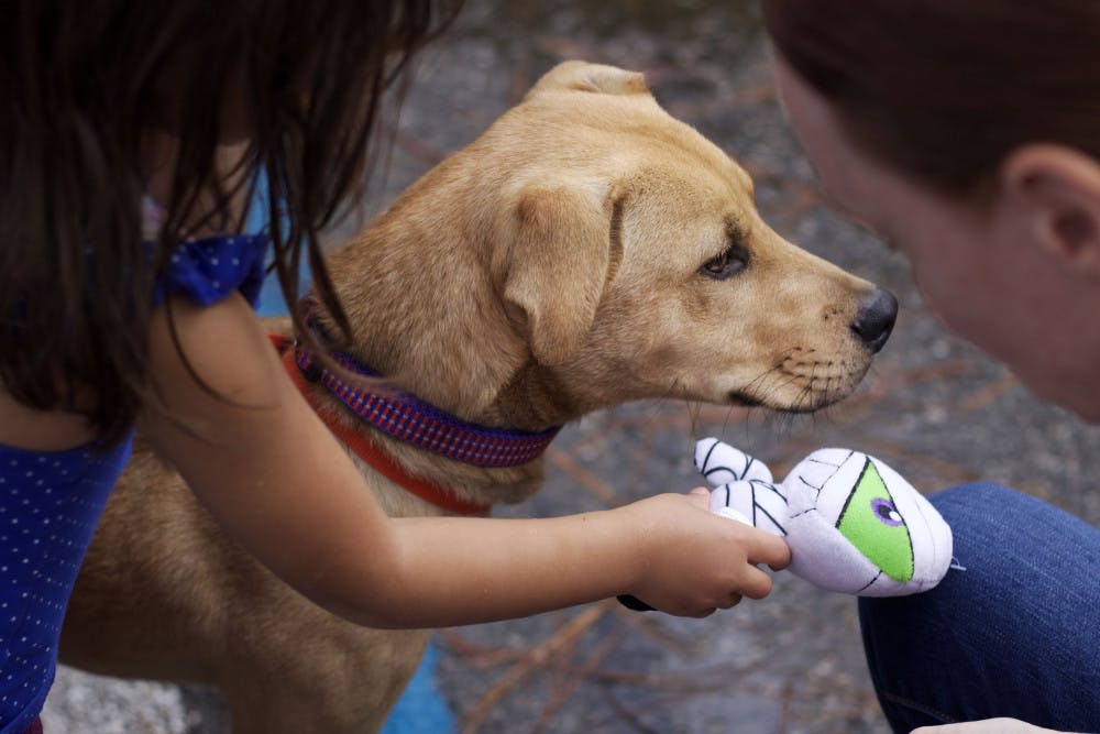 Kylie Gurthie, 3, and a volunteer play with the newly adopted 5-month-old dog Joey during the Summer Lovin’ Adopt-A-Thon at Alachua County Animal Services. Kylie won a free stuffed toy in a wheel-spinning game to share with her new pet.