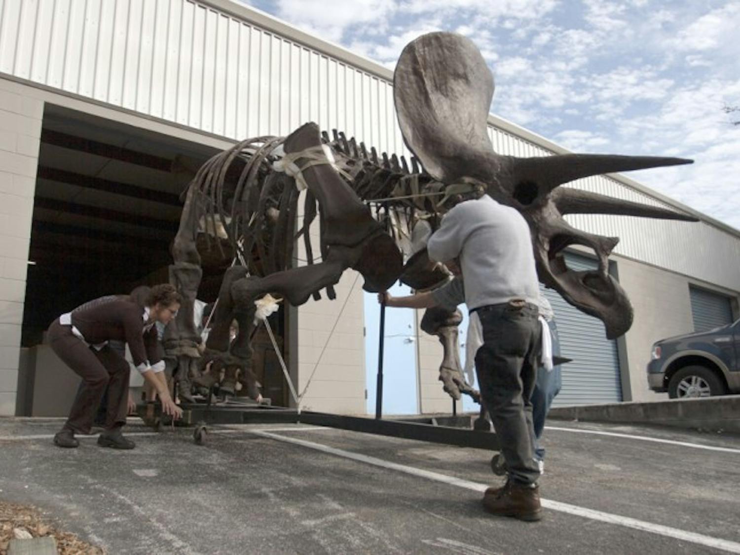 A triceratops skeleton cast is transported from storage onto a flatbed truck to be taken to the Florida Museum of Natural History on Monday. The dinosaur model will join 29 fossils, 19 color prints and five murals in the museum's new "Cruisin' the Fossil Freeway" exhibit.