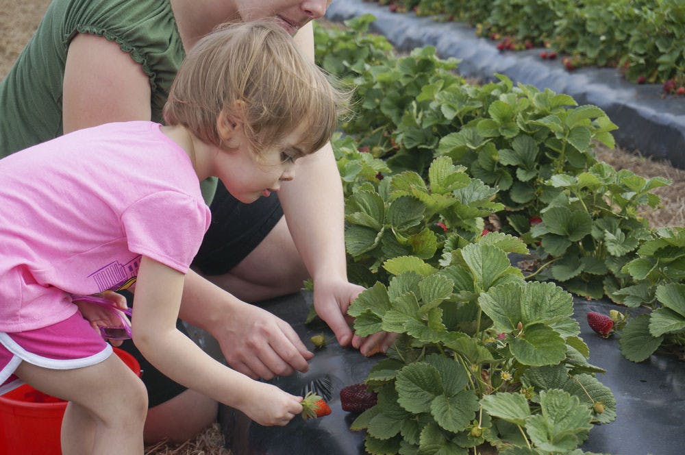 <p>Abby Kirksy, 2, picks strawberries for the first time with her mother, Melissa Kirksy, on Brown’s Farm in Hawthorne on Wednesday. Kirsky, from Starke, said it was their first time on the farm.</p>