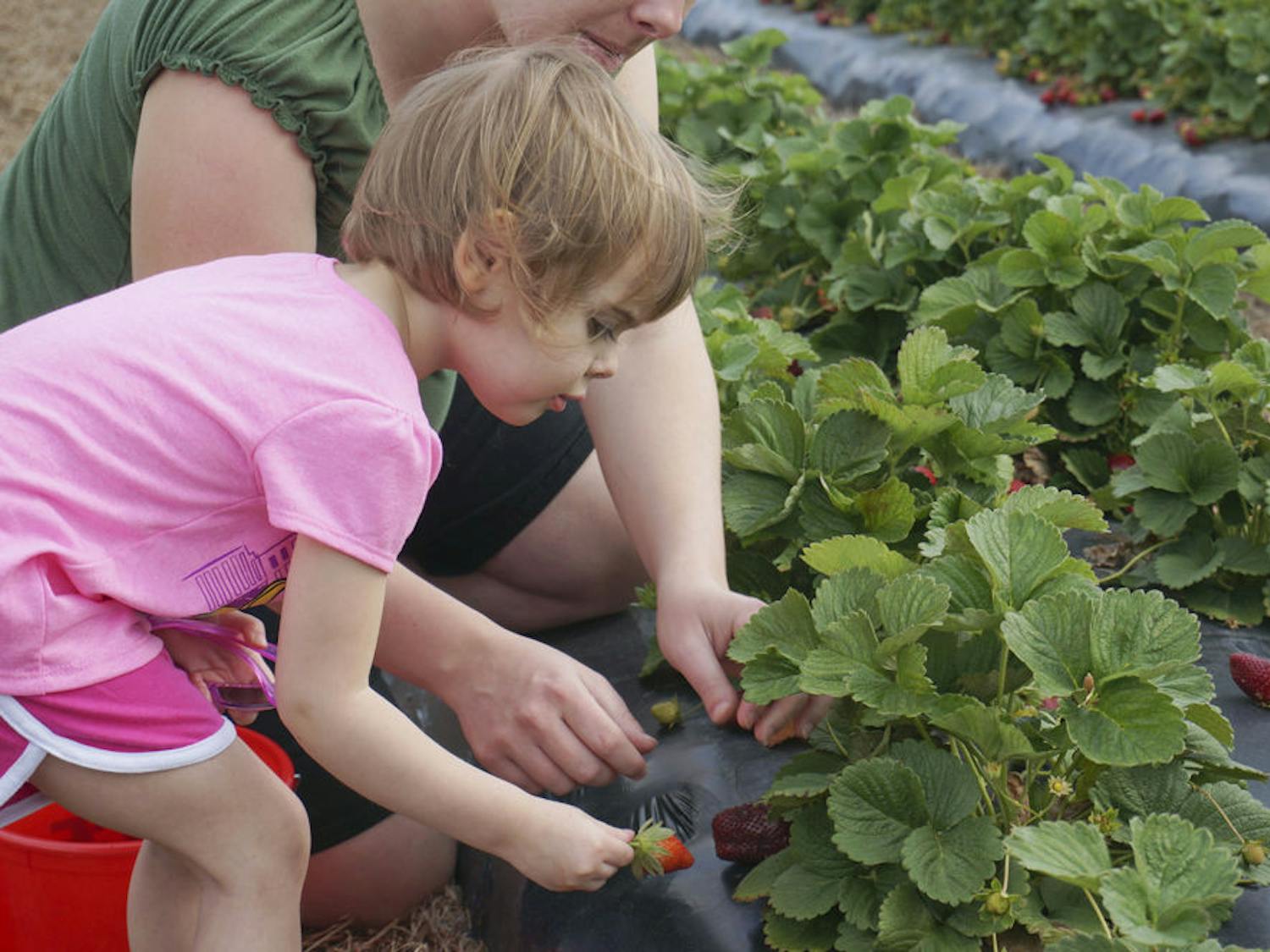 Abby Kirksy, 2, picks strawberries for the first time with her mother, Melissa Kirksy, on Brown’s Farm in Hawthorne on Wednesday. Kirsky, from Starke, said it was their first time on the farm.