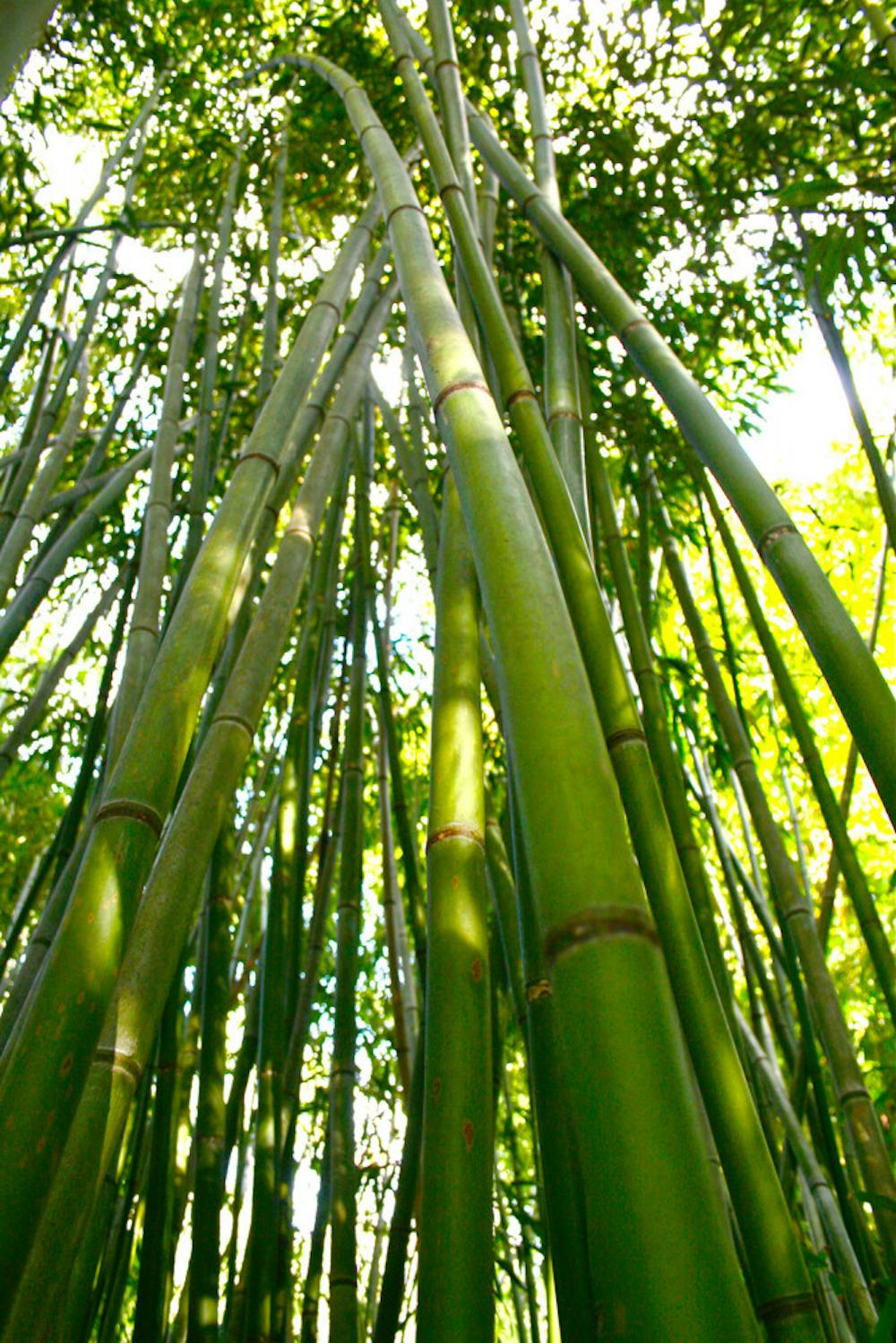 <p class="p1">The 32nd annual bamboo sale is underway and will run through February at the Kanapaha Botanical Gardens. The nonprofit is selling pots of bamboo ranging from about $50 to about $400.</p>