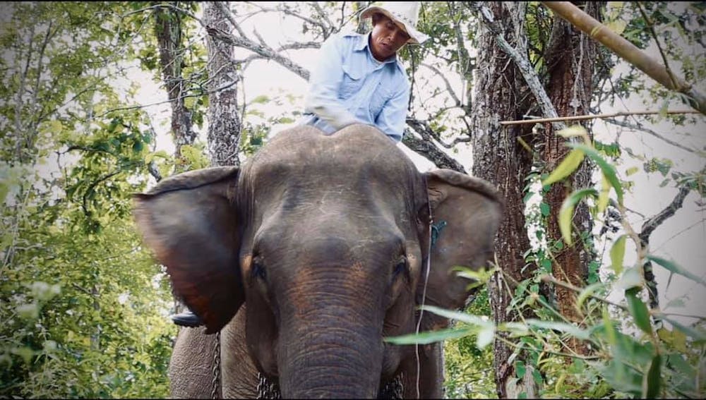 Mr. Tong and his elephant, Mae Dok, are the stars of "Elephant Keeper," one of the films being shown at Cinema Verde 2021. 