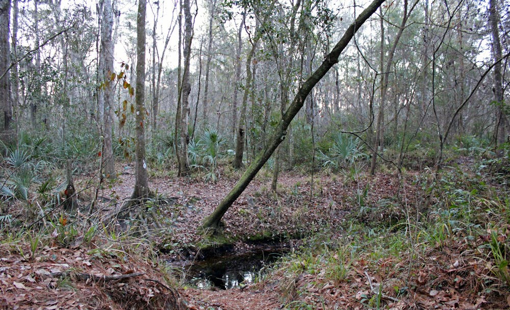 Trees line a creek next to the hiking trail at Loblolly Woods Nature Park in Gainesville on Friday, Jan. 15, 2021. The city commission has approved a  plan that will protect Gainesville's urban forest from development projects.