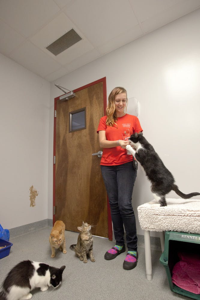 Amber Oden, 25, feeds a treat to Taz, a 4-year-old female cat, at the Alachua County Humane Society while Margo (from left), Odin and Willow play on the floor.