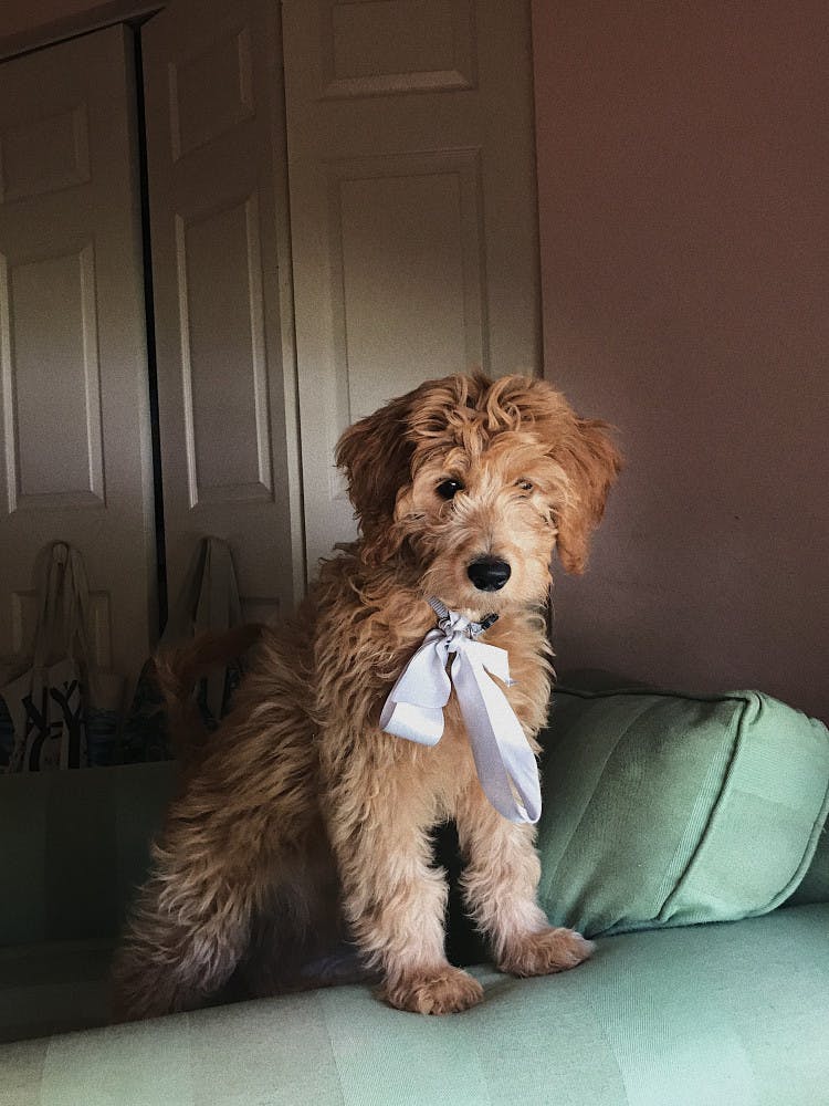 Courtesy to The Alligator