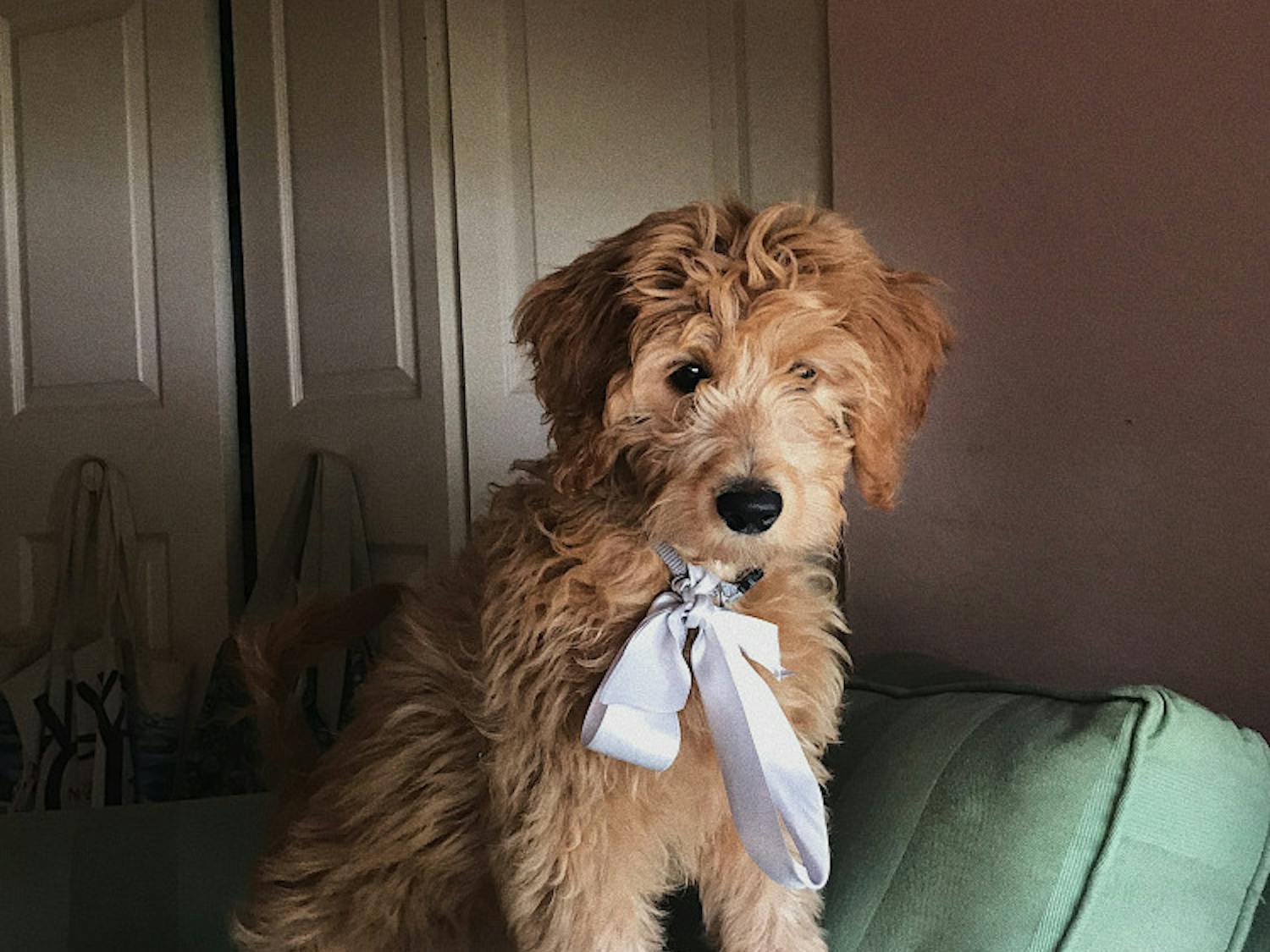 Courtesy to The Alligator