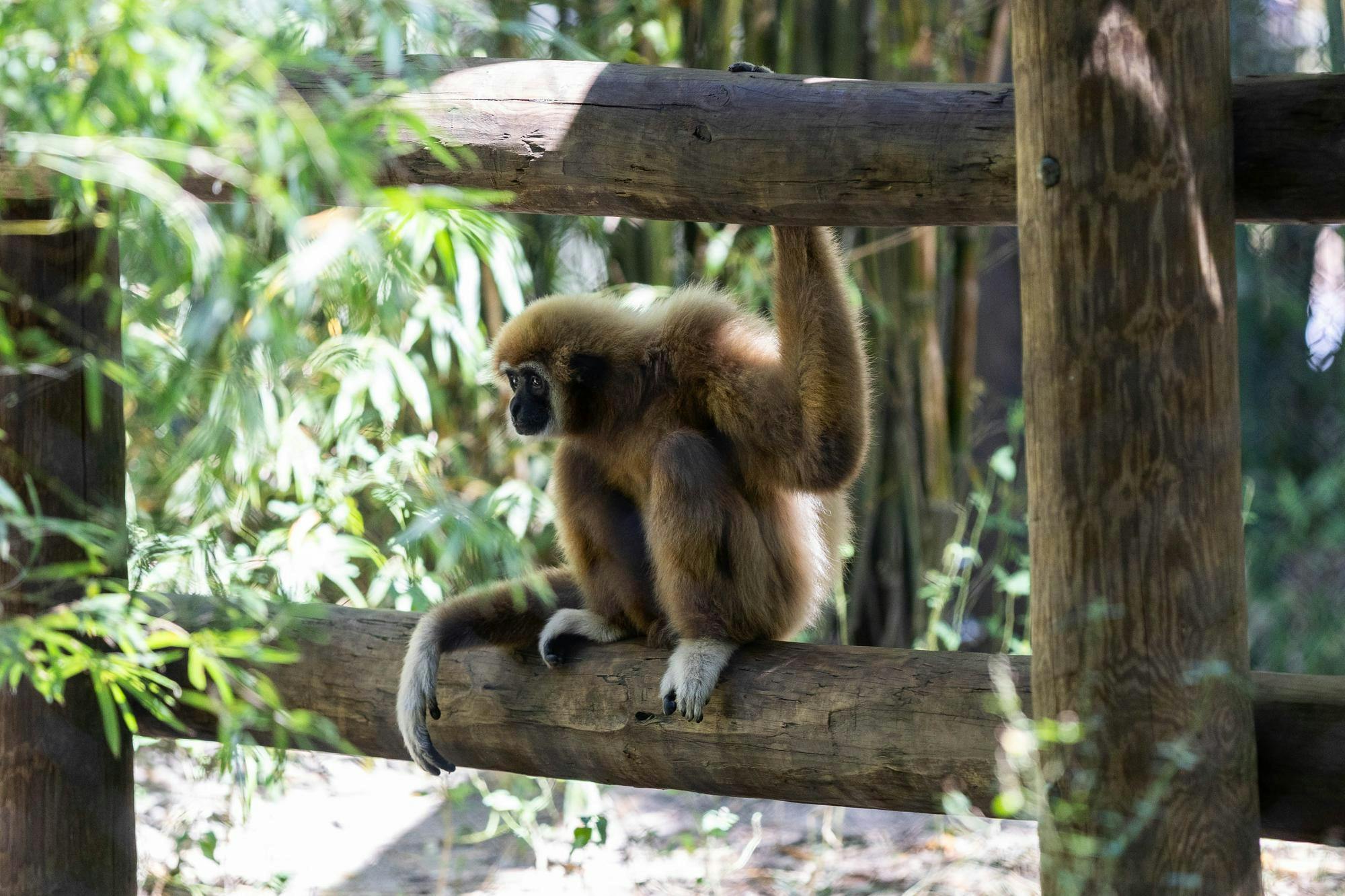White-handed gibbons play in their enclosure at the Santa Fe College Teaching Zoo in Gainesville on Saturday, Sept. 20, 2025.