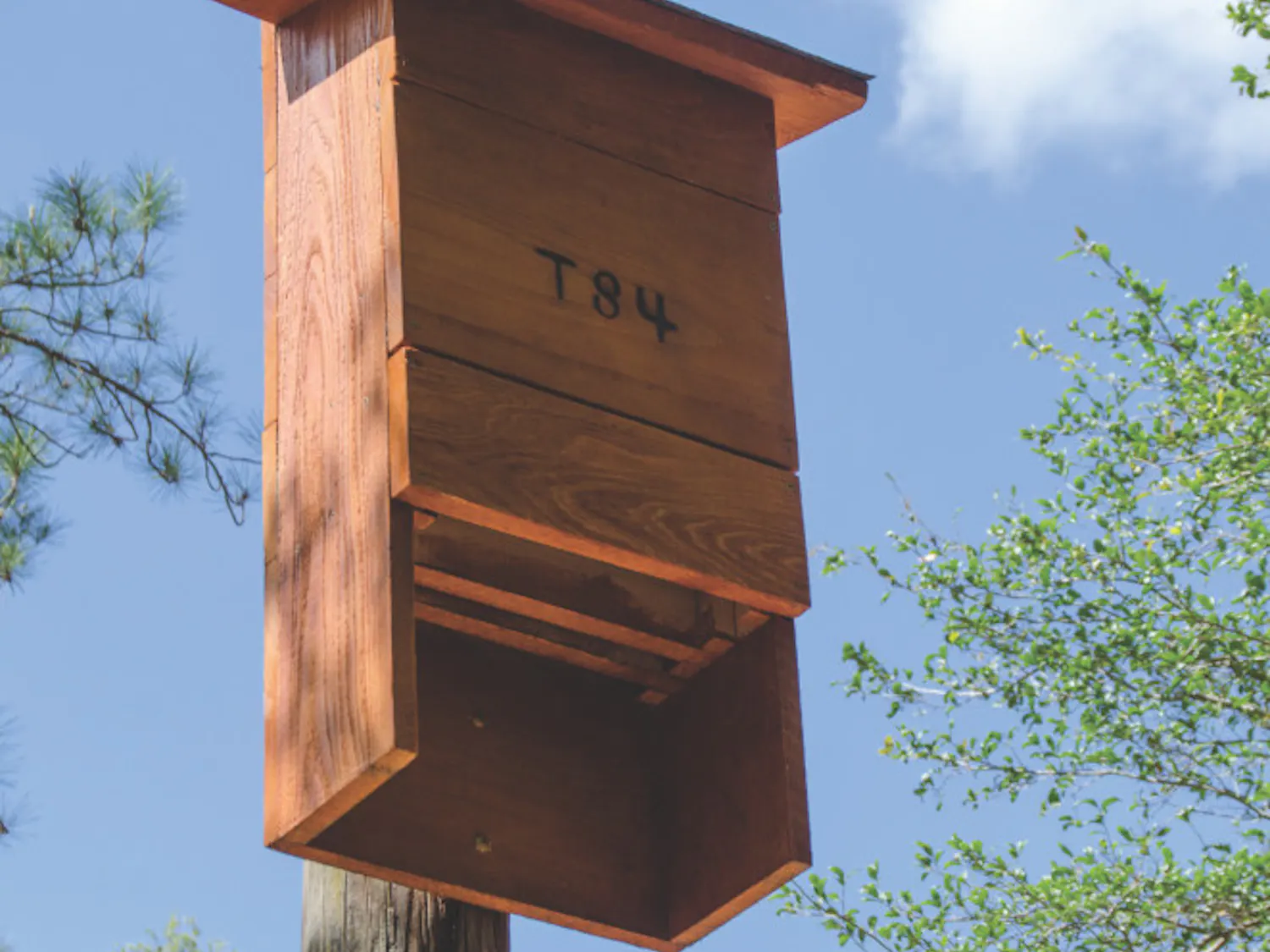 The 15-foot structure will house about 200 bats.