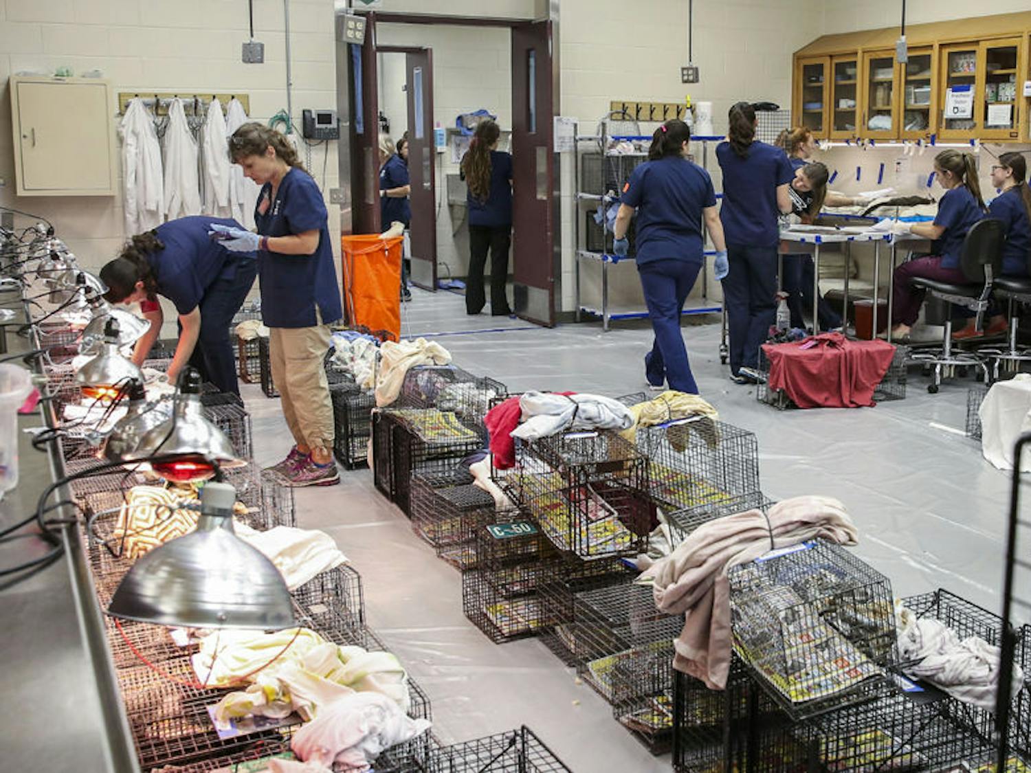 Volunteers help prepare cats for surgery during the UF College of Veterinary Medicine’s Operation Catnip on Sunday. The team of volunteers is expected to have spayed and neutered a total of 50,000 strays by November.