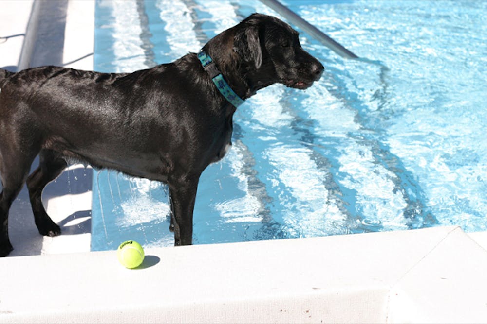 <p>Chloe, a 23-month-old black Labrador retriever mix, gets ready to jump back into the water after fetching a tennis ball at the H. Spurgeon Cherry Pool on Saturday.</p>