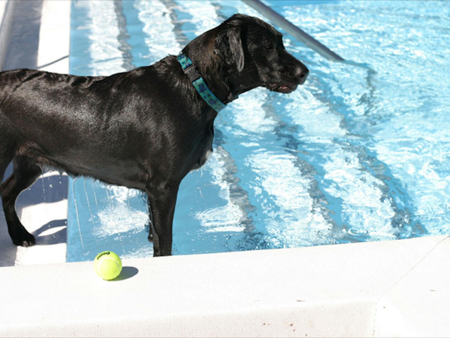 Chloe, a 23-month-old black Labrador retriever mix, gets ready to jump back into the water after fetching a tennis ball at the H. Spurgeon Cherry Pool on Saturday.