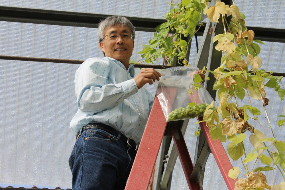 Zhanao Deng is one of the University of Florida scientists working on limiting the nematode problem in the state. Currently, Cascade hops have been the most successful.