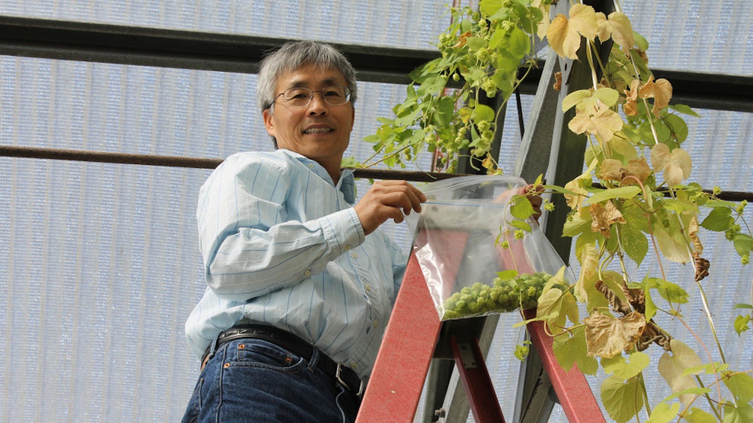 Zhanao Deng is one of the University of Florida scientists working on limiting the nematode problem in the state. Currently, Cascade hops have been the most successful.
