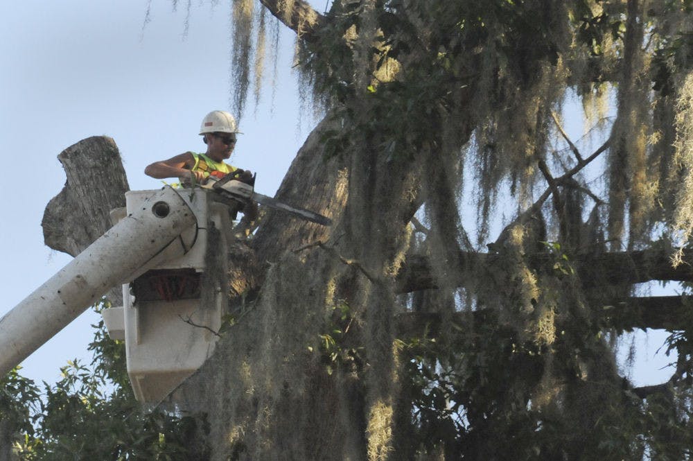 A worker with Gaston's Tree Services uses a chainsaw to remove a limb from Bert, a large bluff oak tree behind UF's Nuclear Sciences Building, on Aug 15. Construction plans called for trees, including Bert, a student favorite estimated to be at least 150 years old, to be cut down.