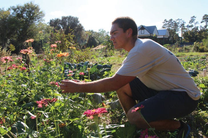 Andrew Krupinski, a 18-year-old freshman in the College of Agricultural and Life Sciences, observes plants in the Student Agriculture Garden across from Lake Alice on Wednesday afternoon.
