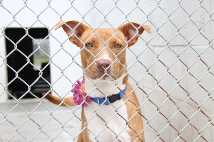 Dogs and cats from Alachua County Animal Services awaited adoptions Saturday. The organization hosted the Summer Lovin’ Pet Adopt-a-thon where all adoptions were free to the public.