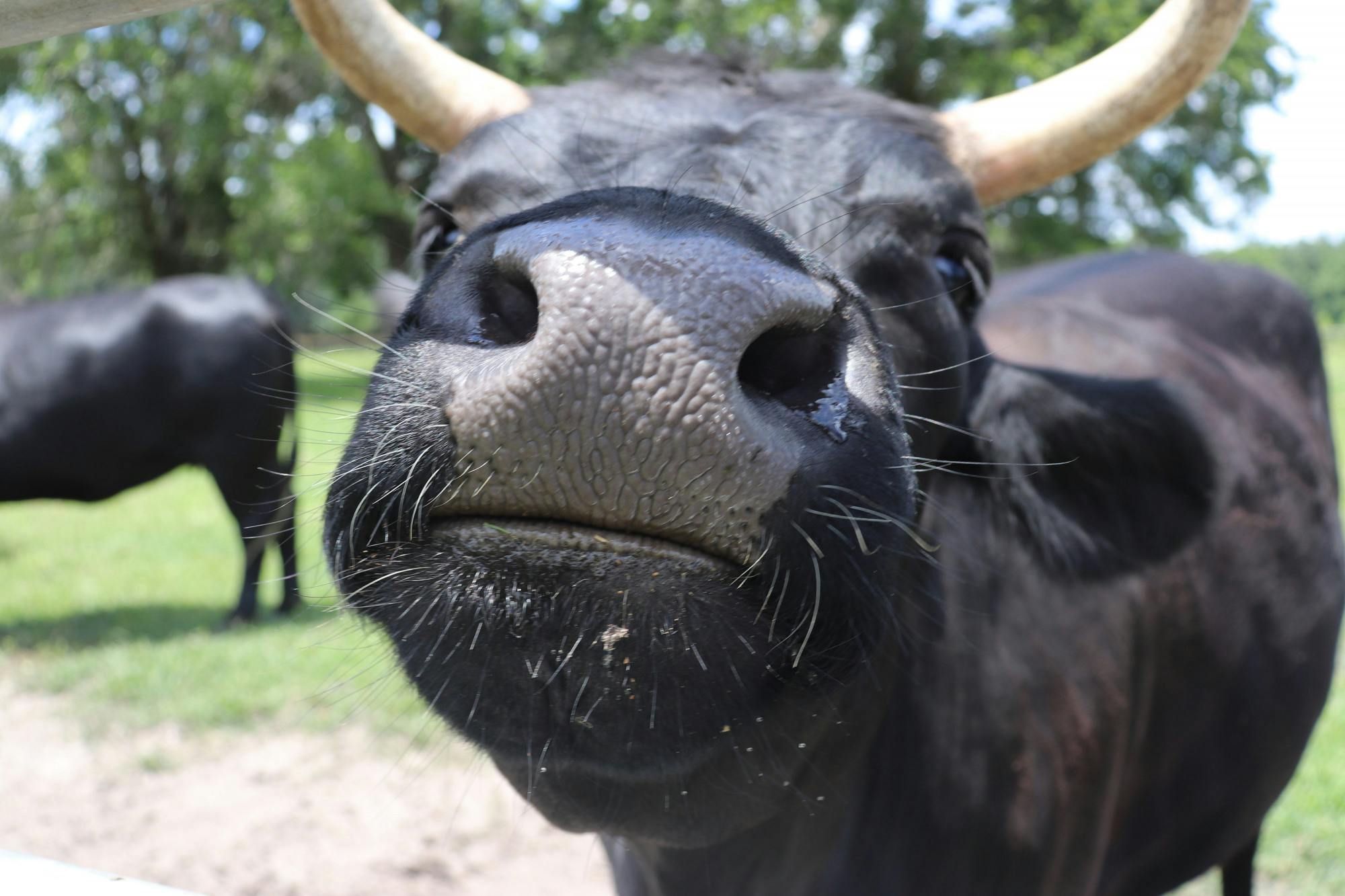Attendees pet and fed the animals at the Critter Creek Farm Sanctuary on Sunday afternoon.
