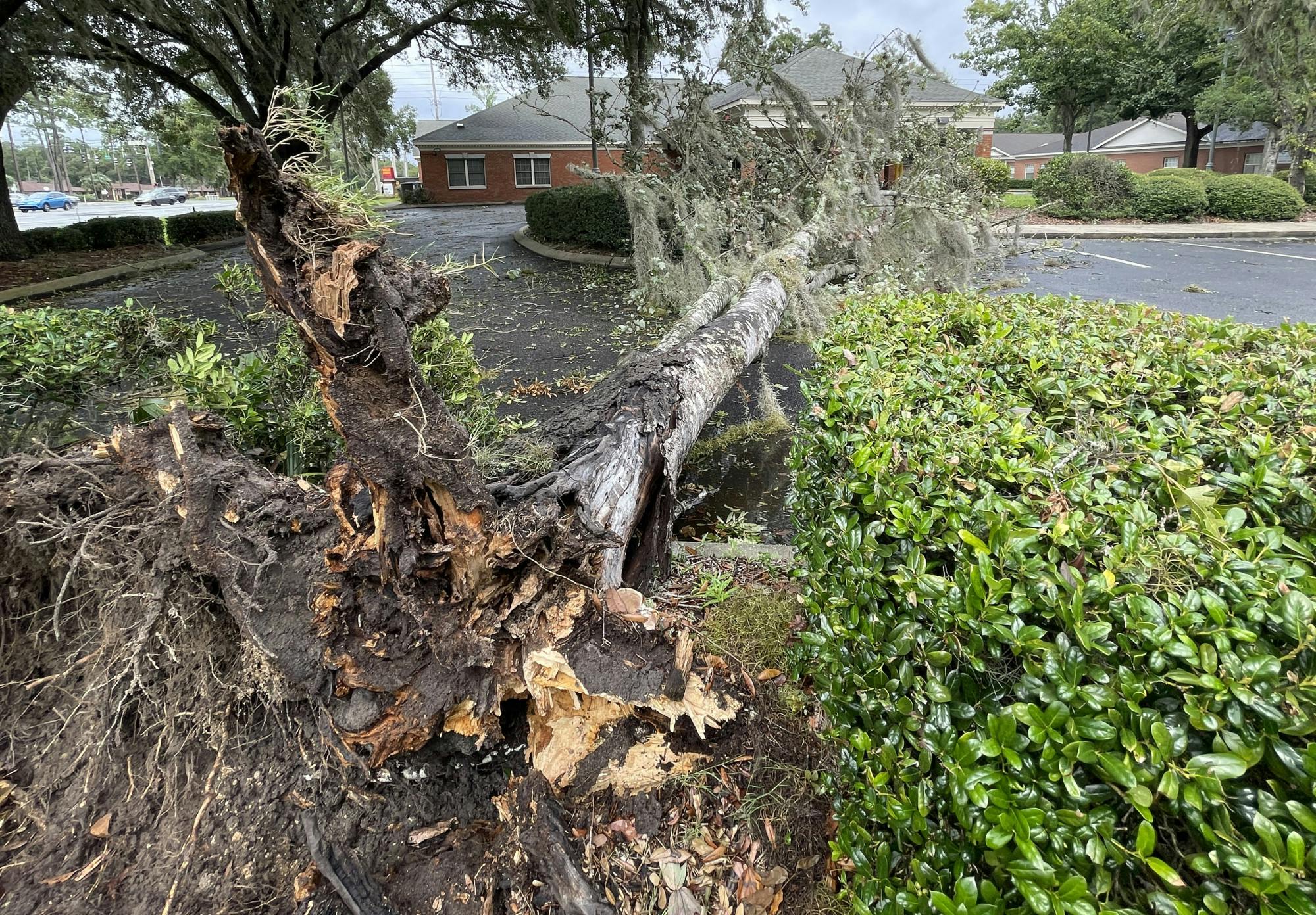 A large tree is uprooted in the parking lot of the Wells Fargo Bank at 4210 NW 37th PIace on Wednesday, Aug. 30, 2023.