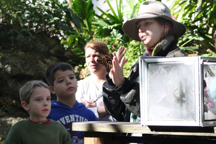 Ingrith Martinez shows off a butterfly inside the Florida Museum of Natural History’s Butterfly Rainforest on Saturday. The museum is holding its “Mimicry, the World of Deception” exhibit through Feb. 14.