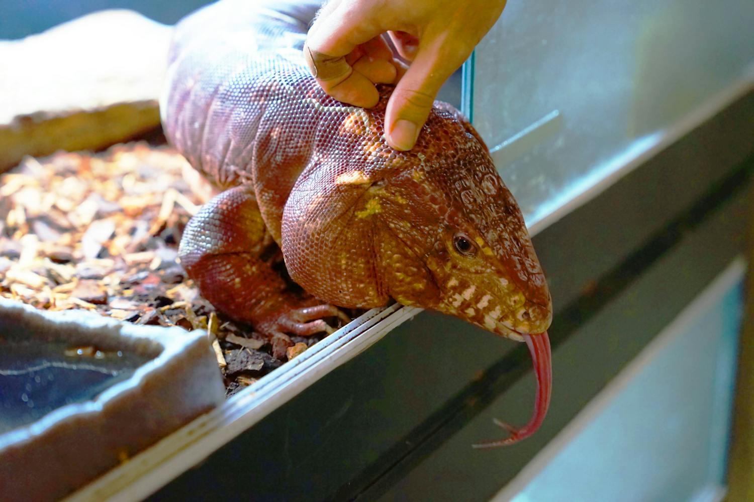 The red tegu is seen at the Gator City Reptiles store on Friday, July 28, 2023. 