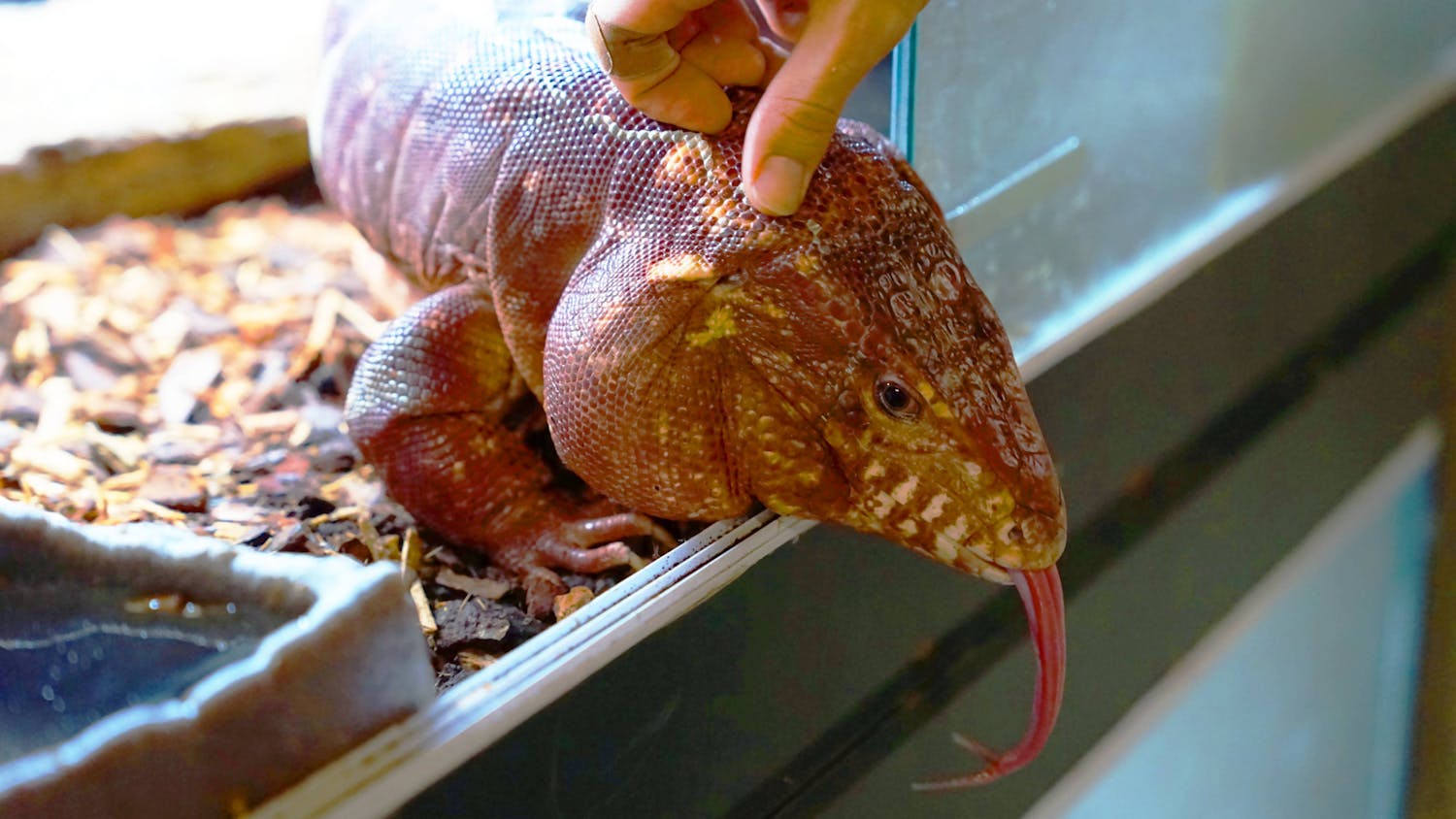 The red tegu is seen at the Gator City Reptiles store on Friday, July 28, 2023.