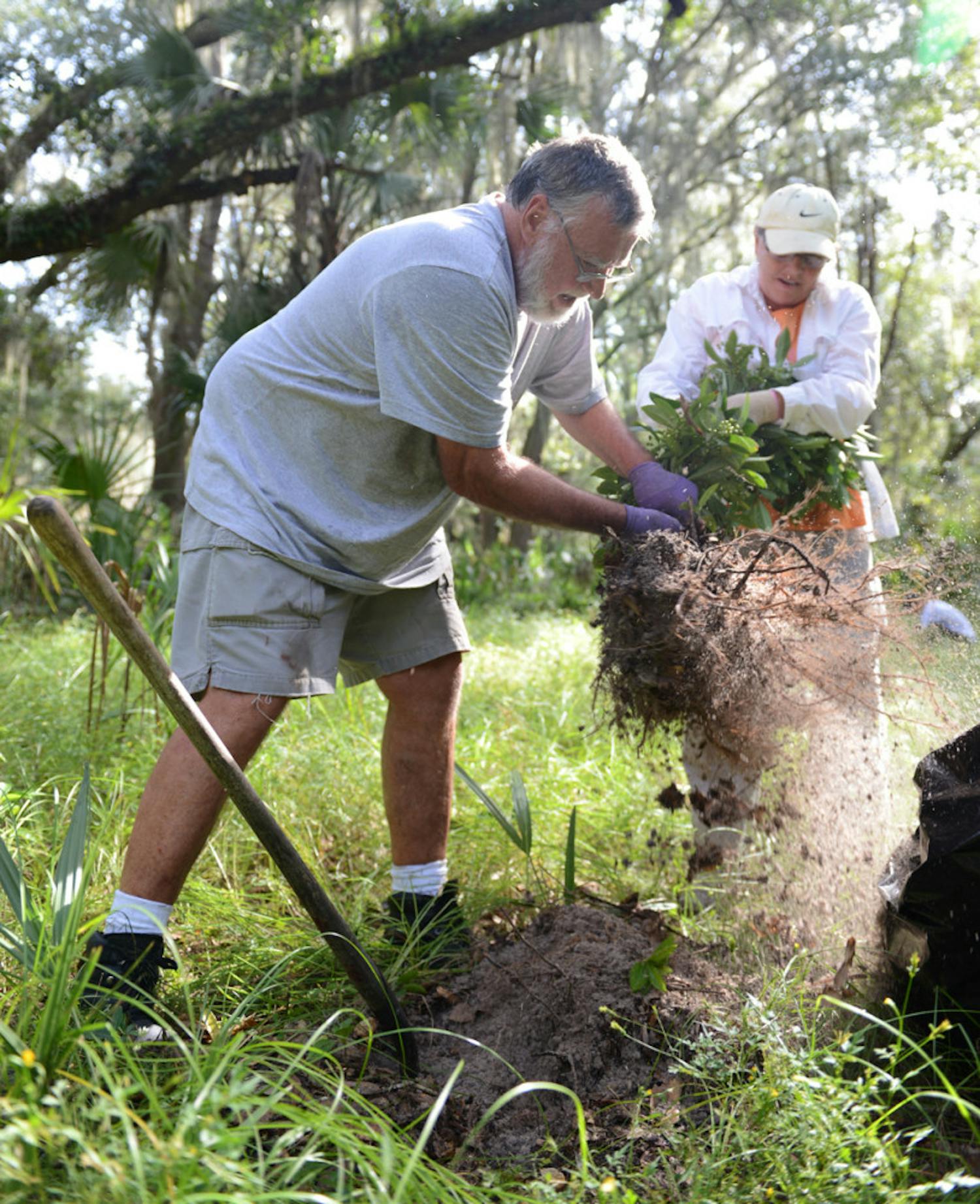 Patrick and Susan McCoy, of Fernandina Beach, Fla., uproot coral ardisia at Paynes Prairie Preserve State Park on Saturday. The McCoys joined their son and other volunteers to aid in the removal of the invasive exotic plant in honor of National Public Lands Day.