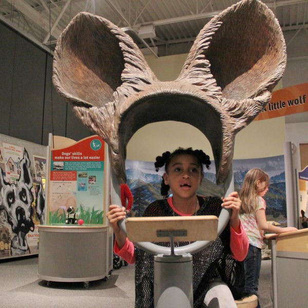 On opening day, Gemini Green plays on one of the hands-on components at the Florida Museum of Natural History’s newest exhibit “Wolf to Woof: A History of Dogs.”&nbsp;