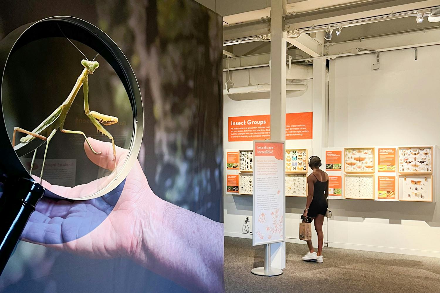 An attendee walks through the Incredible Insects exhibit at the Florida Museum on Saturday, June 2, 2024.
