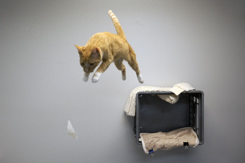 Callie, a 4-year-old cat, leaps from atop a crate at the Alachua County Humane Society.