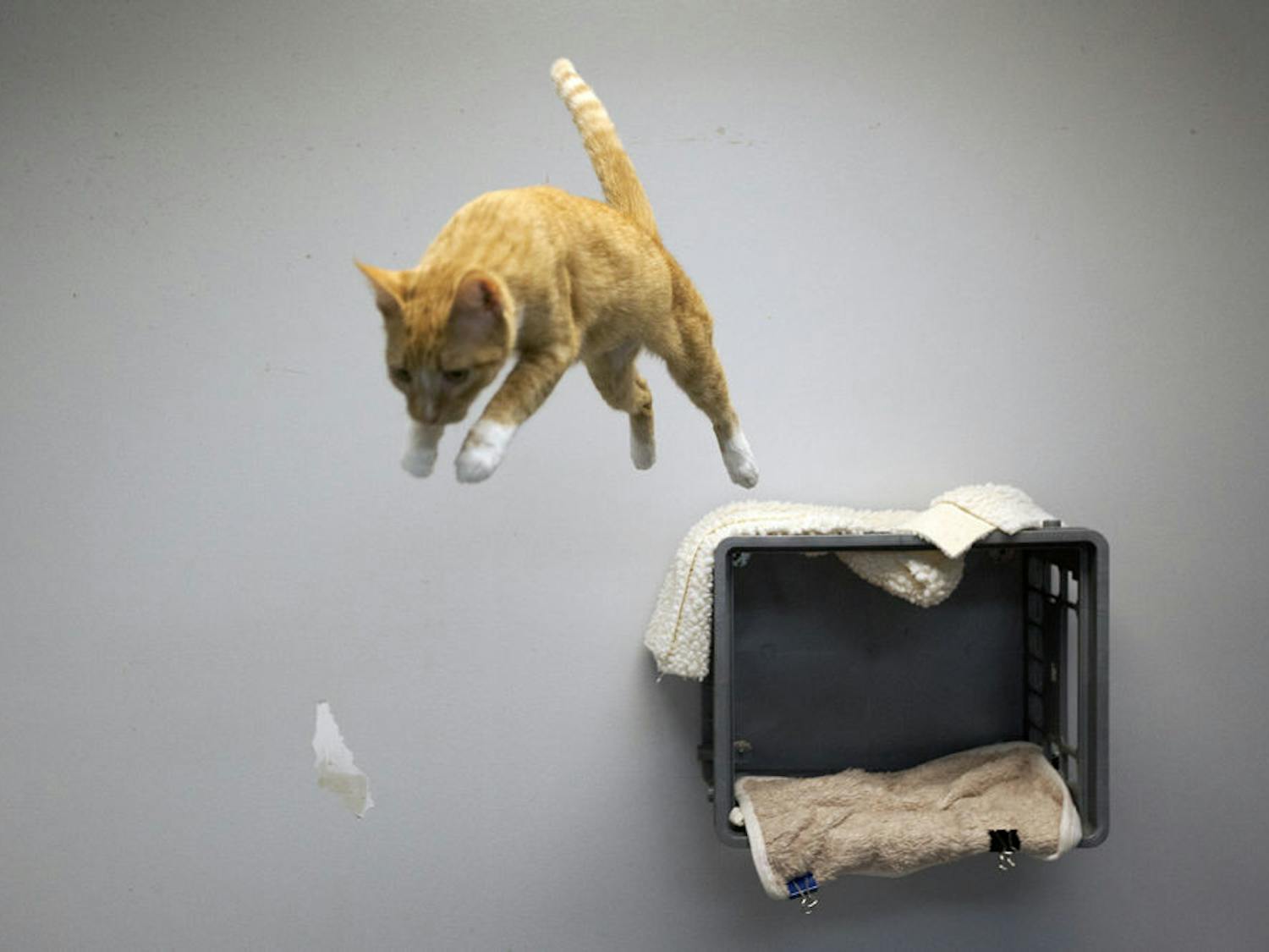 Callie, a 4-year-old cat, leaps from atop a crate at the Alachua County Humane Society.