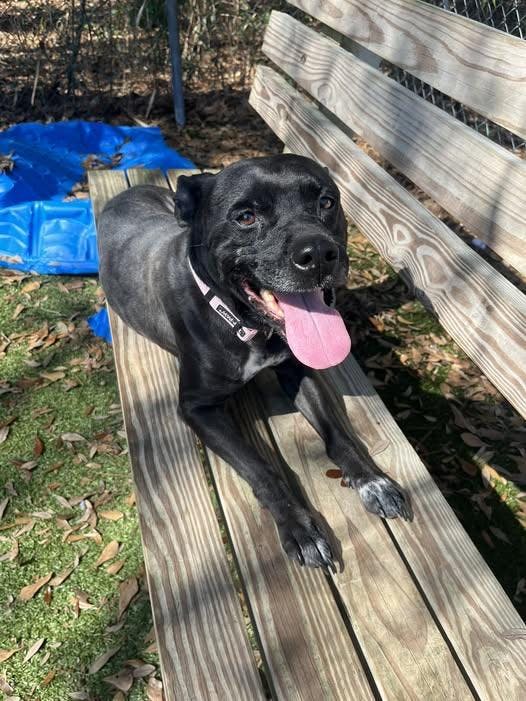 Gala, a 6-year-old, 40-pound bulldog mix, lounges on a bench.