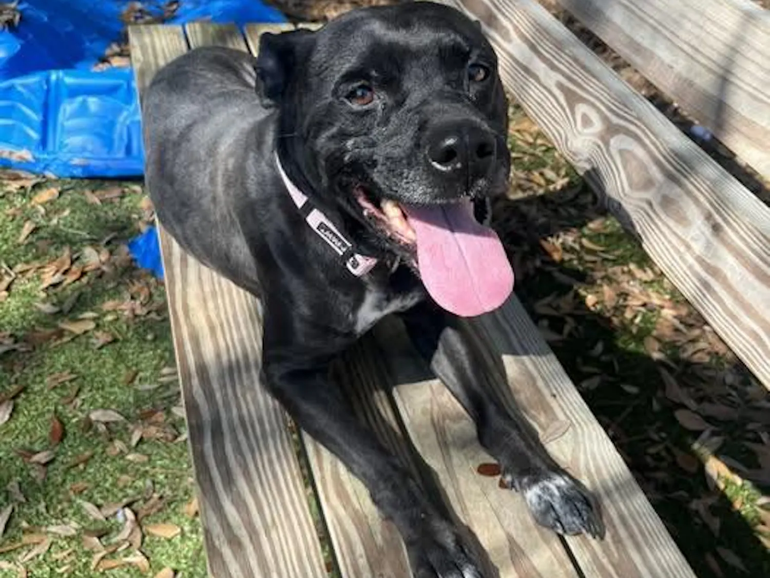 Gala, a 6-year-old, 40-pound bulldog mix, lounges on a bench.