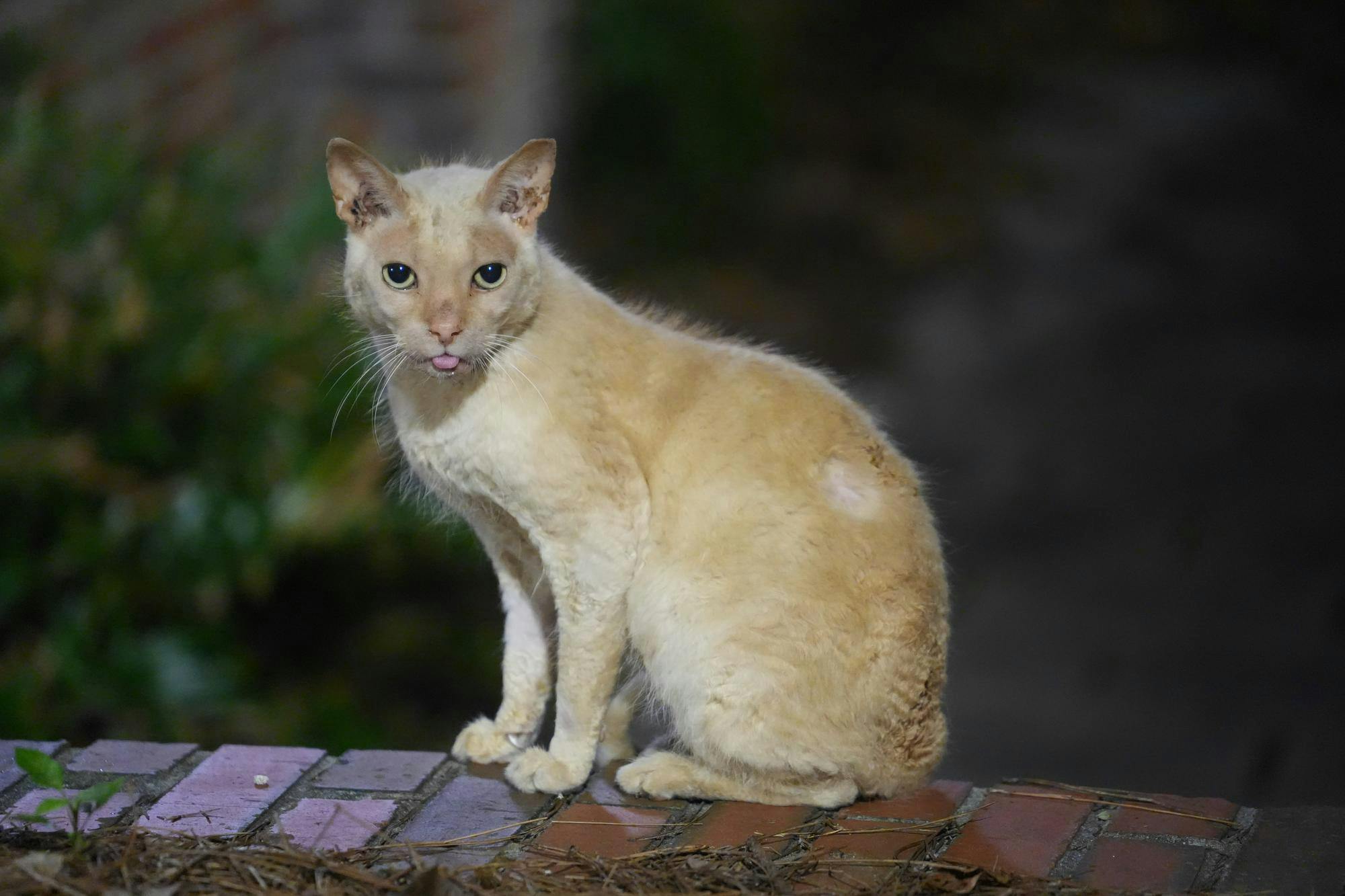 Honks the cat sits between Pugh and Dauer halls on UF’s campus, Friday, Feb. 20, 2026, in Gainesville, Fla.