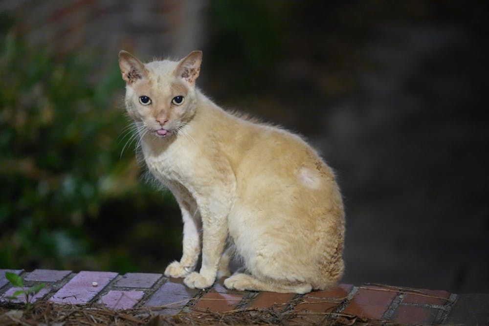 Honks the cat sits between Pugh and Dauer halls on UF’s campus, Friday, Feb. 20, 2026, in Gainesville, Fla.