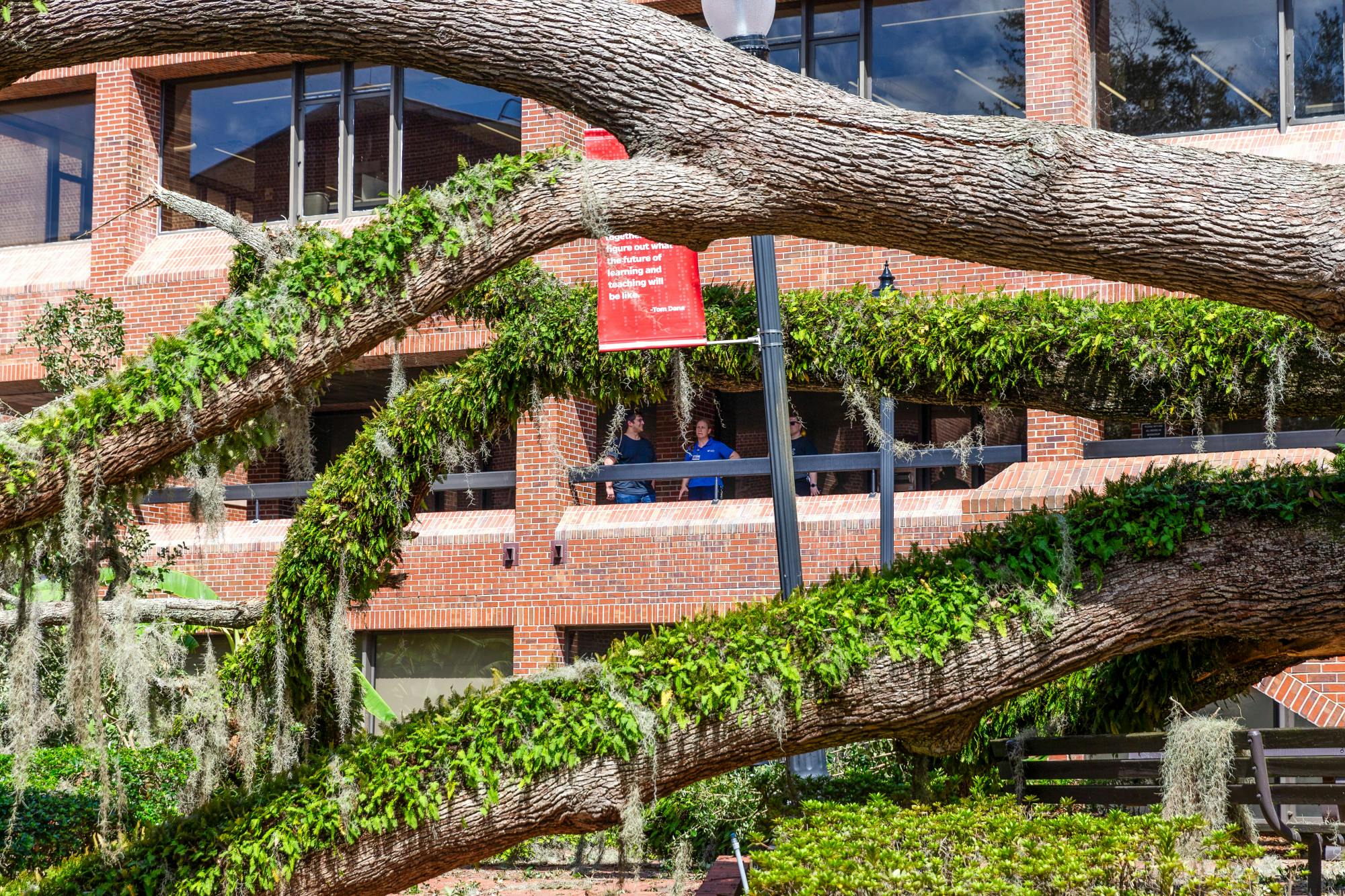 The oak tree by Norman Hall is seen after it fell on Thursday, Sept. 26, 2024.
