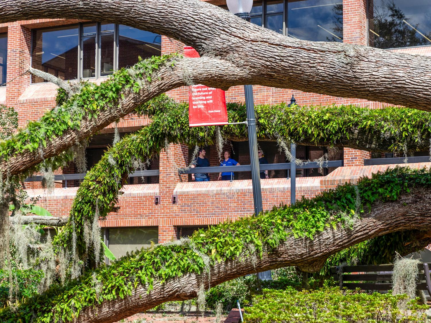 The oak tree by Norman Hall is seen after it fell on Thursday, Sept. 26, 2024.