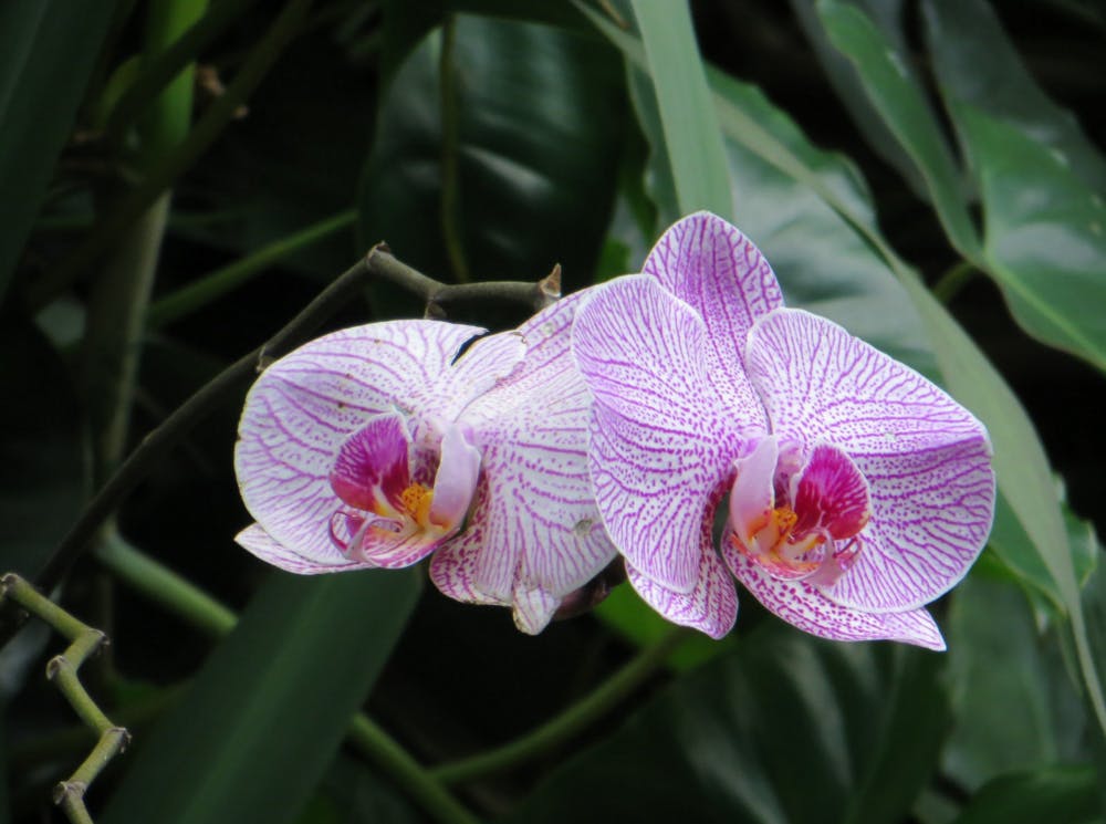 orchid