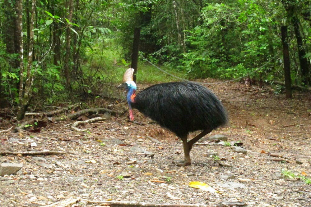<p>FILE - In this June 30, 2015, file photo, an endangered cassowary roams in the Daintree National Forest, Australia. On Friday, April 12, 2019, a cassowary, a large, flightless bird native to Australia and New Guinea, killed its owner when it attacked him after he fell on his property near Gainesville, Fla. Cassowaries are similar to emus and stand up to 6 feet (1.8 meters) tall and weigh up to 130 pounds (59 kilograms). (AP Photo/Wilson Ring, File)</p>
