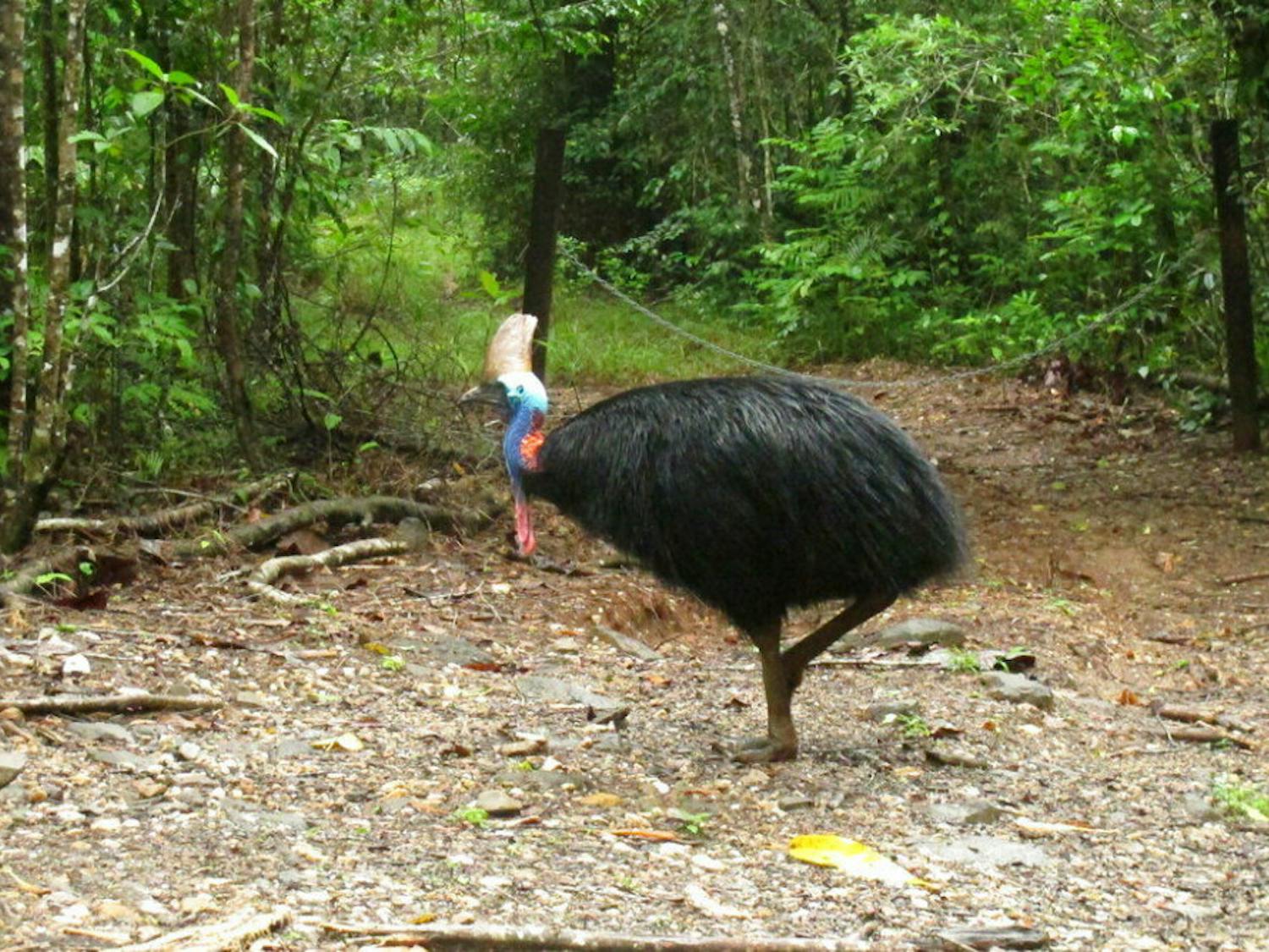 FILE - In this June 30, 2015, file photo, an endangered cassowary roams in the Daintree National Forest, Australia. On Friday, April 12, 2019, a cassowary, a large, flightless bird native to Australia and New Guinea, killed its owner when it attacked him after he fell on his property near Gainesville, Fla. Cassowaries are similar to emus and stand up to 6 feet (1.8 meters) tall and weigh up to 130 pounds (59 kilograms). (AP Photo/Wilson Ring, File)