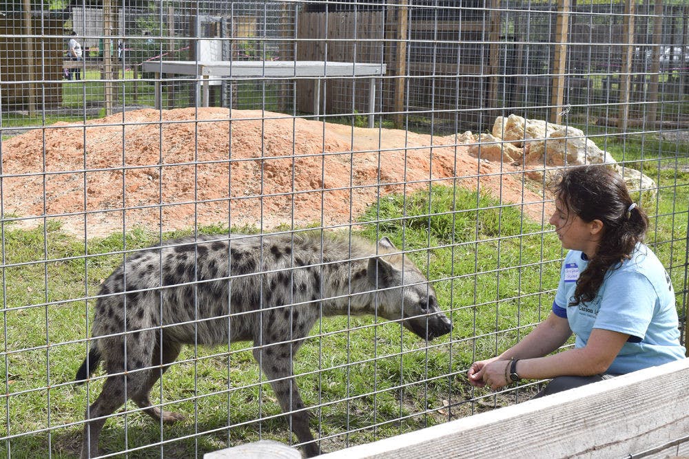 <p>Jenn Spencer, a volunteer from All Cats Healthcare Clinic, interacts with Scarlett, a 1-year-old spotted hyena, at Carson Springs Wildlife Conservation Foundation on Saturday. The conservation held its first Spring Safari Saturday, an event that allowed visitors to roam the grounds without a tour guide.</p>