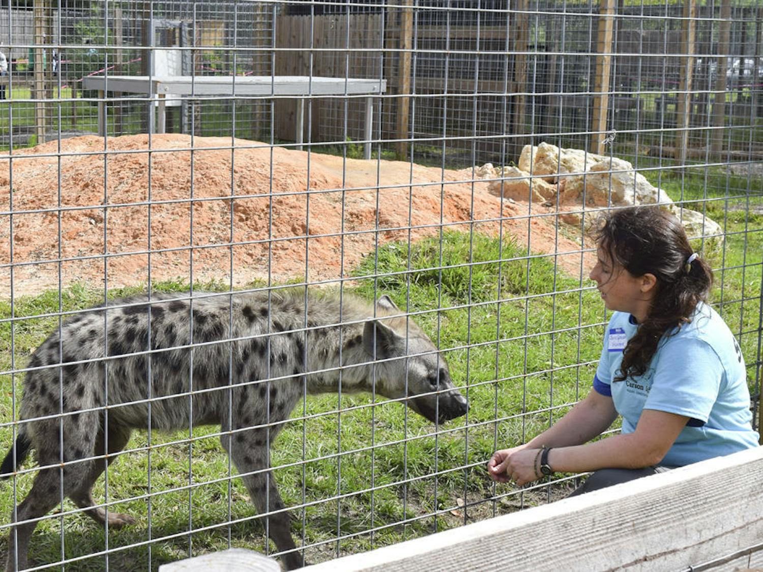 Jenn Spencer, a volunteer from All Cats Healthcare Clinic, interacts with Scarlett, a 1-year-old spotted hyena, at Carson Springs Wildlife Conservation Foundation on Saturday. The conservation held its first Spring Safari Saturday, an event that allowed visitors to roam the grounds without a tour guide.