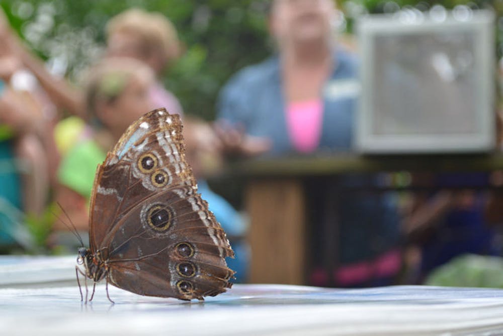 <p>A blue Morpho butterfly rests on an information folder inside the Florida Museum of Natural History’s Butterfly Rainforest exhibit during a release Monday.</p>
<div>&nbsp;</div>