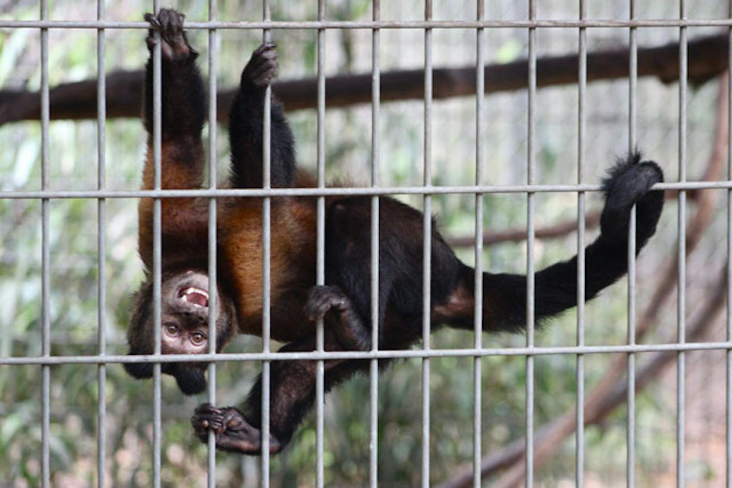 A brown capuchin monkey hangs from its cage at Jungle Friends Primate Sanctuary.