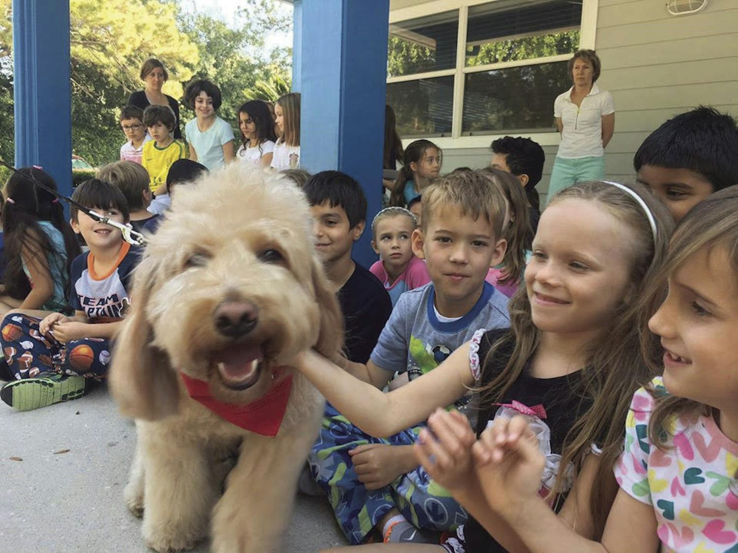 Beau, a goldendoodle registered with the Alliance of Therapy Dogs, volunteers at UF Health Shands Hospital and at William S. Talbot Elementary School to help children.