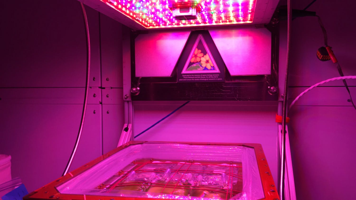 Bags of algae grow under LED lights. They will be on the International Space Station for about a month.
