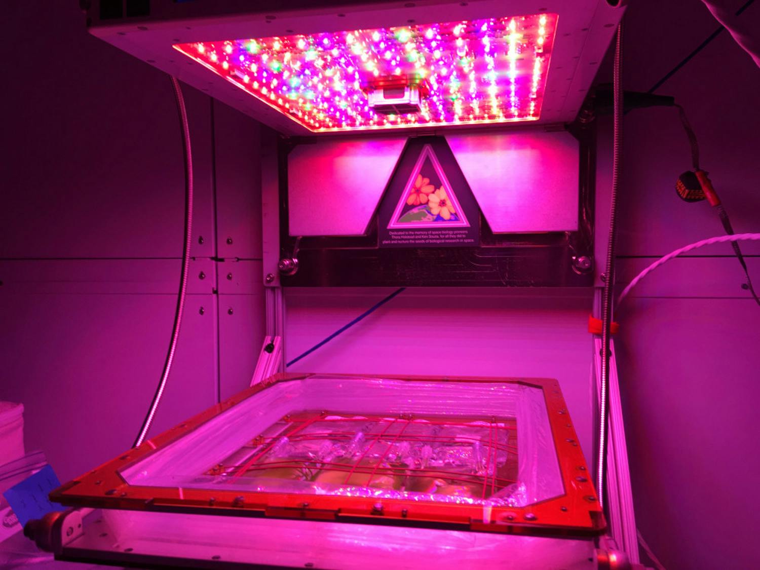 Bags of algae grow under LED lights. They will be on the International Space Station for about a month.