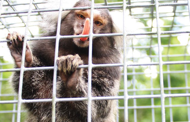 Mojo, a common marmoset, sticks out his tongue while inside a runway that connects him and 25 other marmosets to their outside-inside habitats at the Jungle Friends Primate Sanctuary.