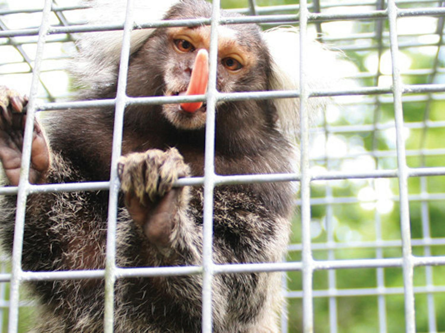 Mojo, a common marmoset, sticks out his tongue while inside a runway that connects him and 25 other marmosets to their outside-inside habitats at the Jungle Friends Primate Sanctuary.