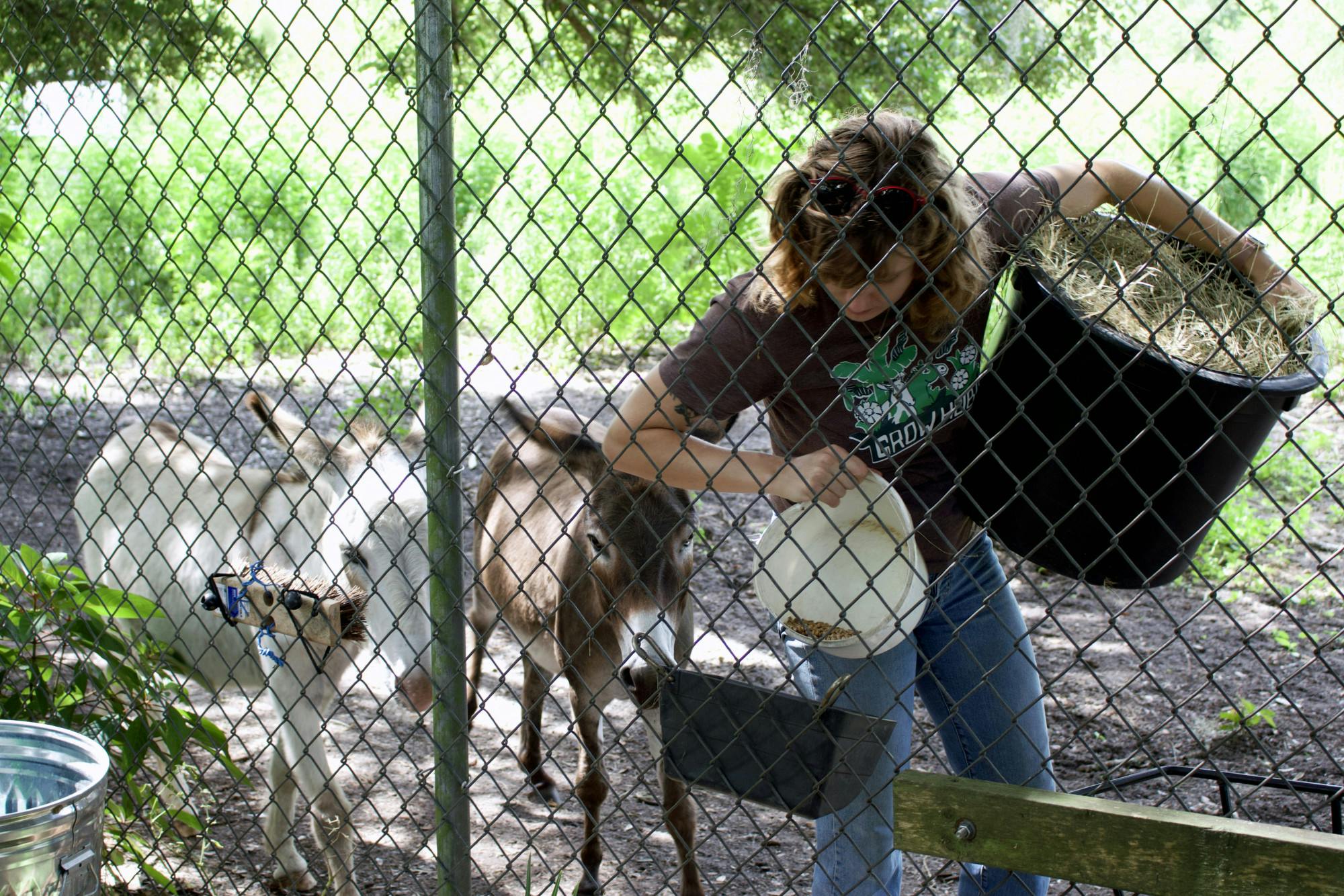 Alexa Heilman feeds her donkeys, Lewis and Clark, at Grow Hub on Tuesday, July 8, 2025.